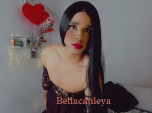 Bellacattleya
