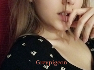 Greypigeon