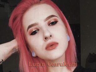 Lupin_Cearuleum