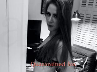Quarantined_fox