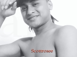 Scottrosee